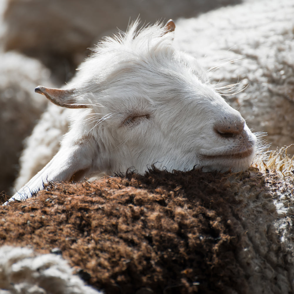 Not Monday, White Goat Peacefully Sleeping during the day with their head on another Goat
