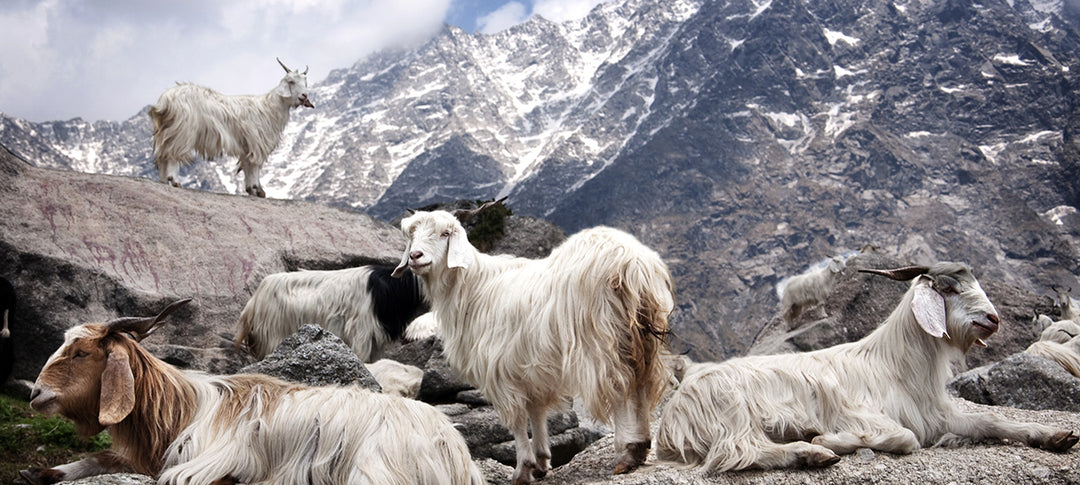 Not Monday Goats Relaxing in their Natural Habitat, showcasing delicate undercoats which provide A-Grade Cashmere Wool