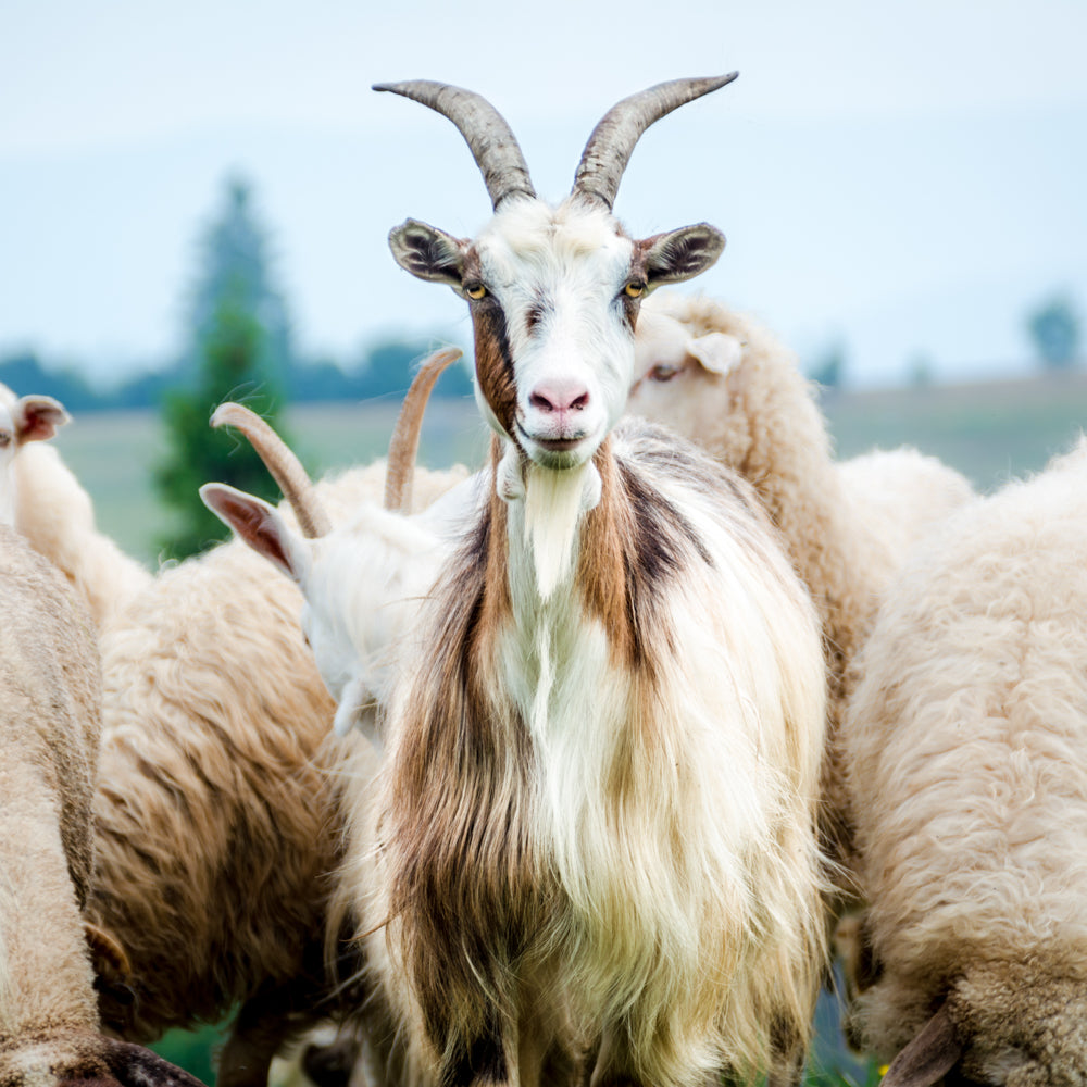 A heard of goats grazing with one goat facing forward, portrait image