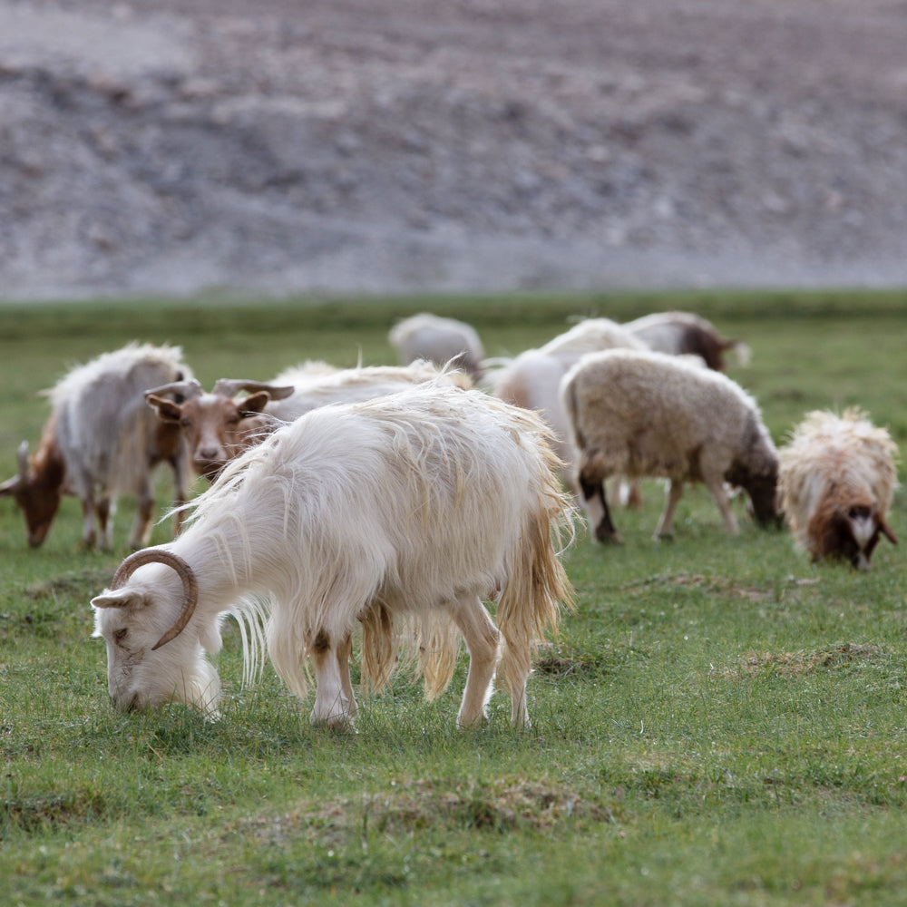 Not Monday, Heard of Goats Grazing in open field, eating